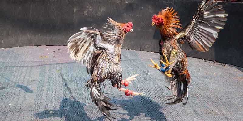 Characteristics of Matches at the Asian Cockfighting Arena