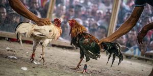 Chicken Cockfight: A Unique Experience at Betso888